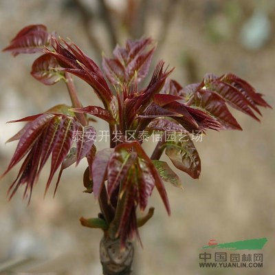 紅香椿苗價(jià)格_優(yōu)質(zhì)香椿苗
