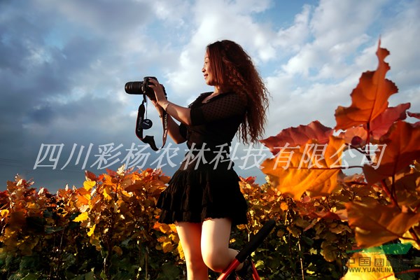 濟(jì)寧“紅霞楊”I號(hào)價(jià)格報(bào)價(jià)上車價(jià)、樹苗、種苗、接穗、扦插段