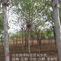 上海胸徑6公分國槐價格詳情