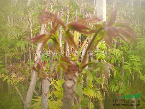 西藏香椿苗_香椿樹苗基地