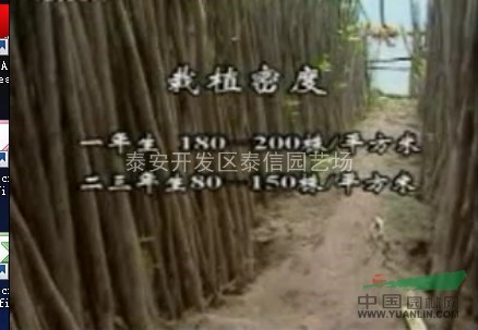 香椿樹(shù)苗價(jià)格_香椿樹(shù)苗基地