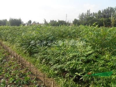 香椿樹(shù)苗價(jià)格_香椿樹(shù)苗基地