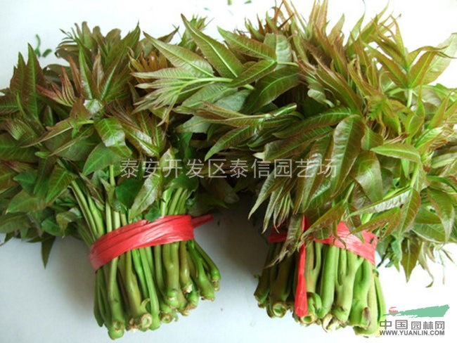 云南香椿樹(shù)苗_香椿樹(shù)苗價(jià)格