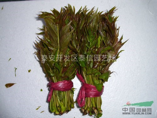 云南香椿樹(shù)苗_香椿樹(shù)苗價(jià)格