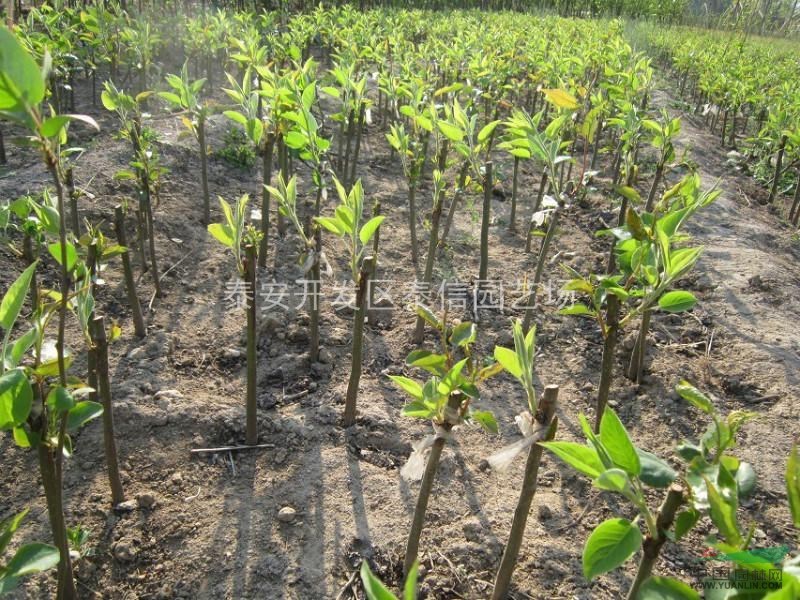 梨苗價(jià)格、梨苗基地