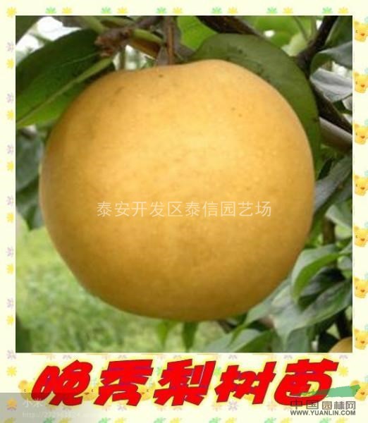 梨苗價(jià)格、梨苗基地