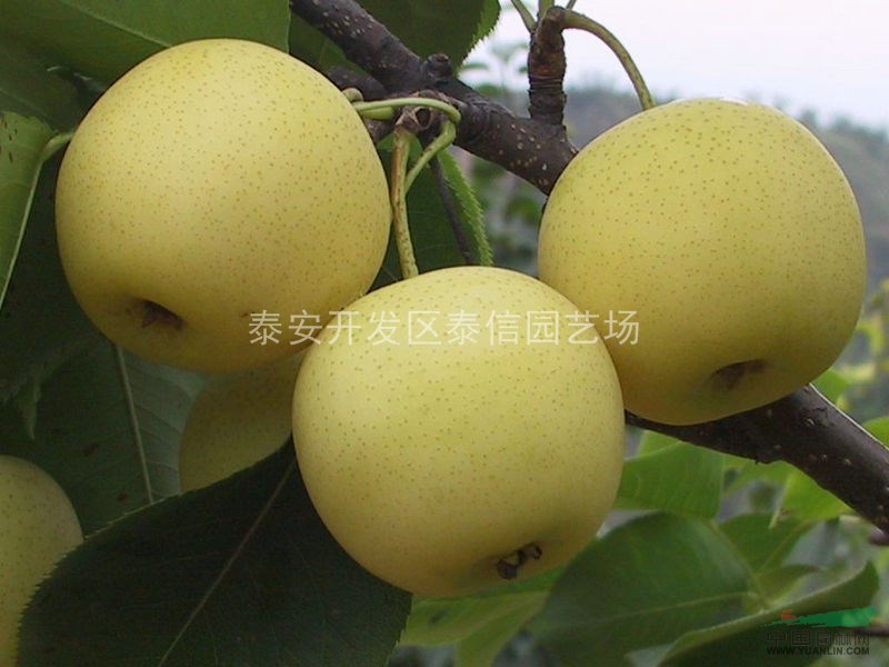 黃金梨苗、梨苗價(jià)格