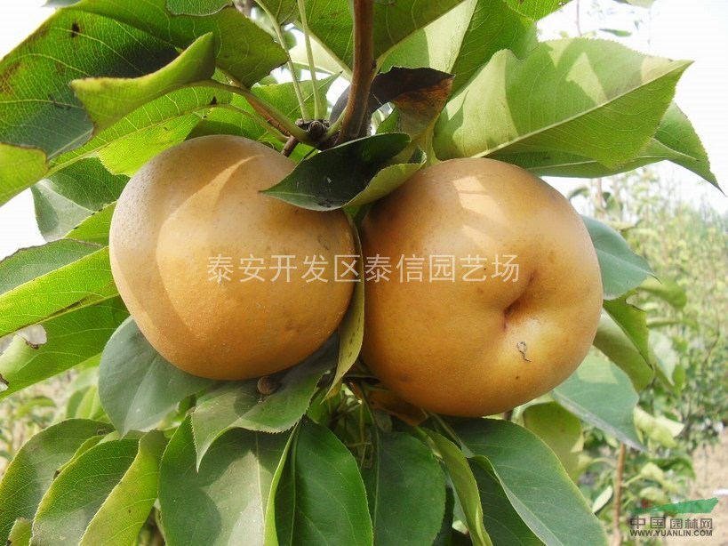 黃金梨苗、梨苗價(jià)格