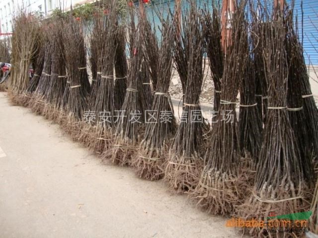 梨苗種植技術(shù)_優(yōu)質(zhì)梨苗