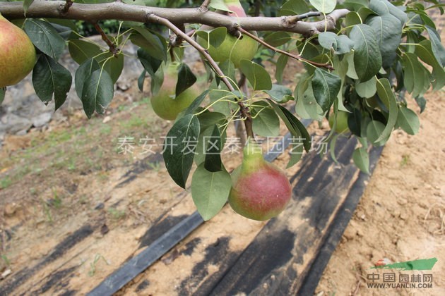 梨苗種植技術(shù)_優(yōu)質(zhì)梨苗