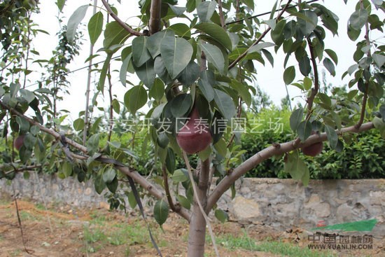 梨樹(shù)價(jià)格_優(yōu)質(zhì)梨苗