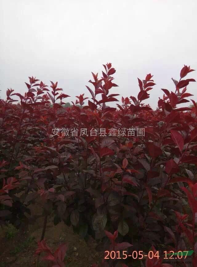 紅葉稠李 鳳臺紅葉稠李