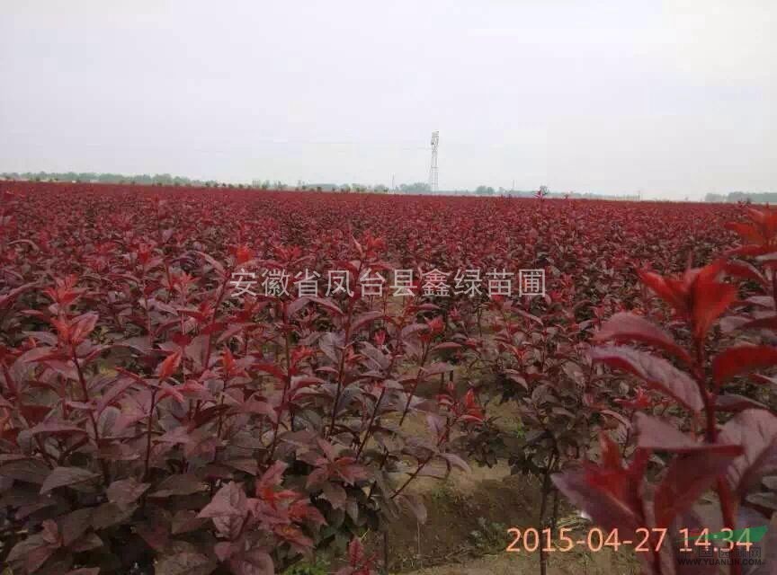 紅葉稠李 鳳臺紅葉稠李