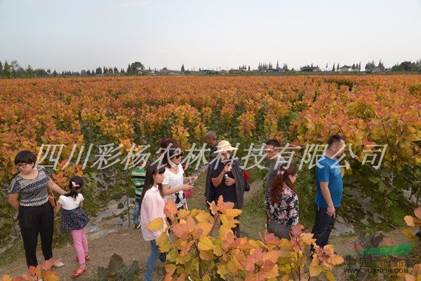 馬鞍山“紅霞楊”I號價格報價上車價、樹苗、種苗、接穗、扦插段