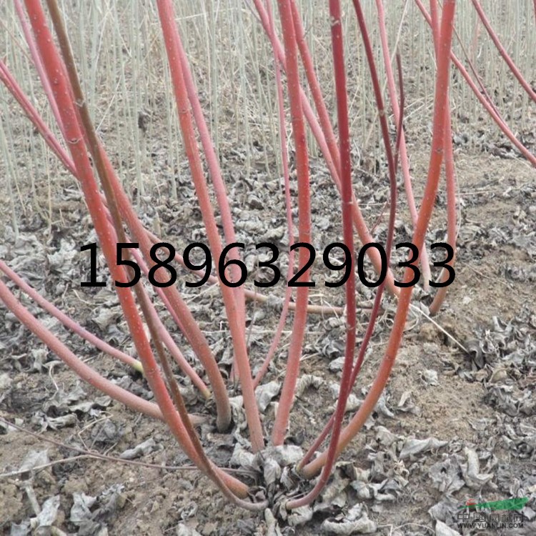 江蘇紅瑞木基地，紅瑞木小苗批發(fā)商，紅瑞木價(jià)格