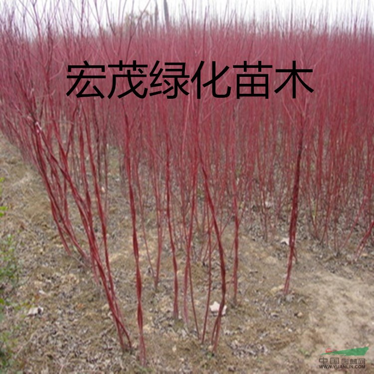 江蘇紅瑞木基地，紅瑞木小苗批發(fā)商，紅瑞木價(jià)格