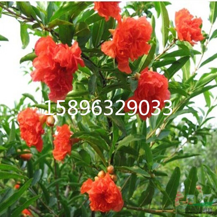 江蘇花石榴供應(yīng)商，花石榴基地，叢生花石榴價(jià)格