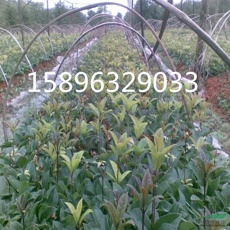 江蘇供應(yīng)無刺構(gòu)骨球，無刺構(gòu)骨小苗，無刺構(gòu)骨價格