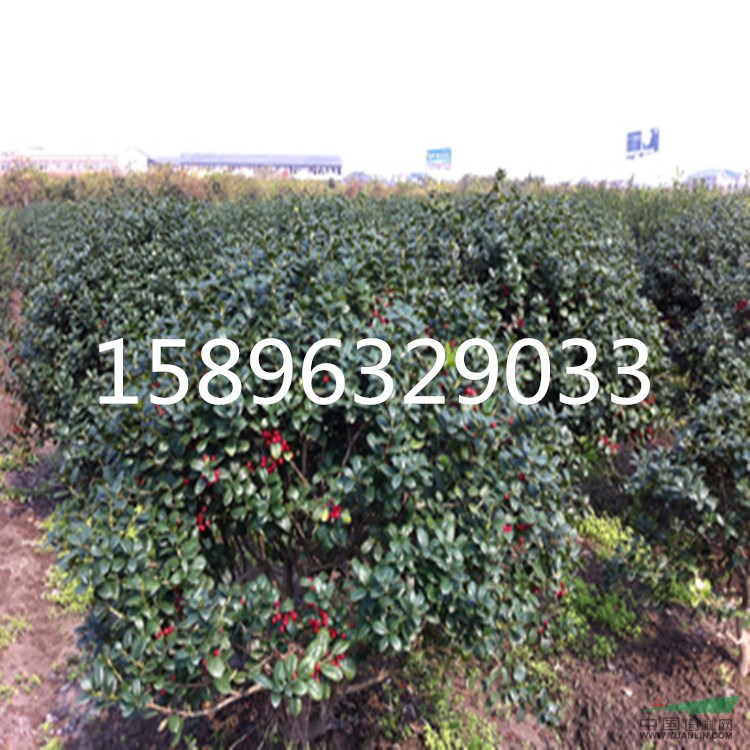 江蘇供應(yīng)無刺構(gòu)骨球，無刺構(gòu)骨小苗，無刺構(gòu)骨價格