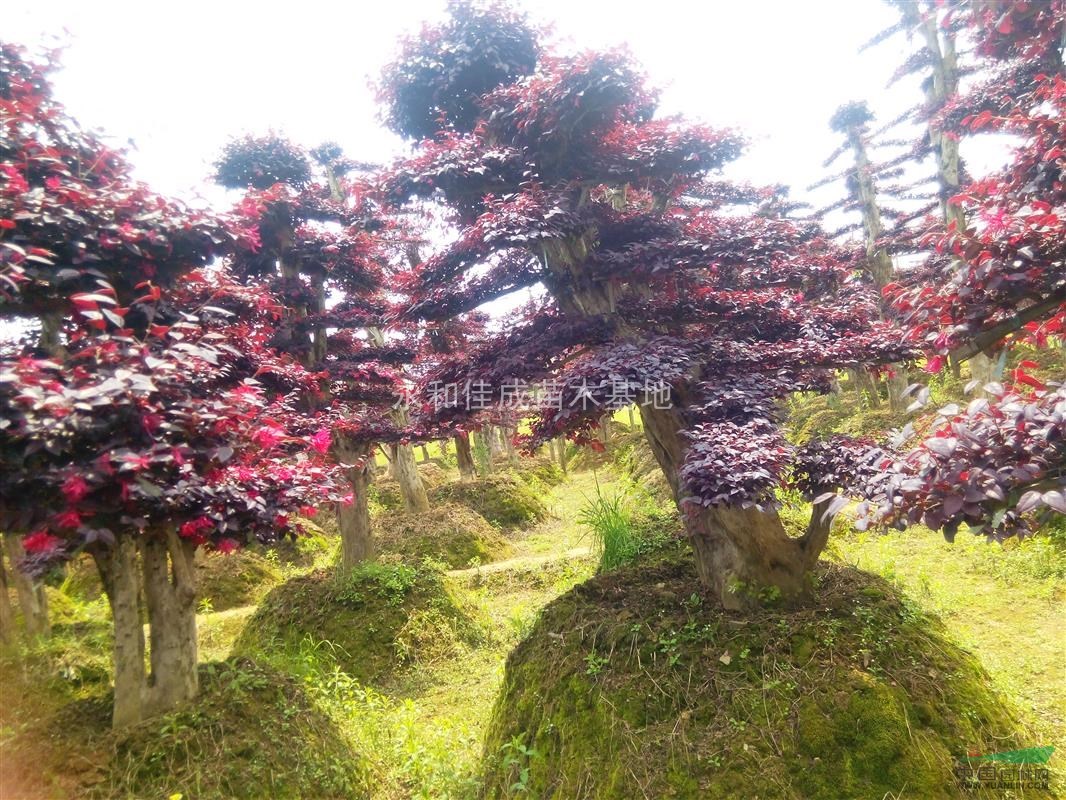 自家苗木供應(yīng)紅花繼木古樁