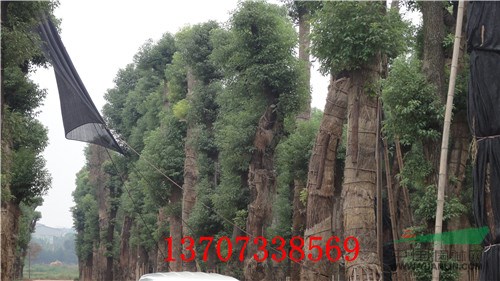 供應(yīng)3/4公分香樟樹