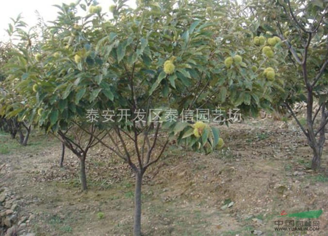 紅栗1號(hào)板栗苗_優(yōu)質(zhì)板栗苗