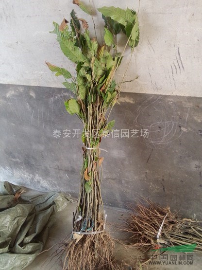 黃棚板栗苗_優(yōu)質(zhì)板栗苗