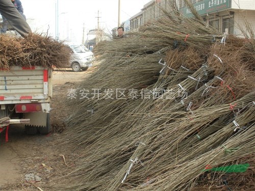 泰山薄殼板栗苗_優(yōu)質(zhì)板栗苗