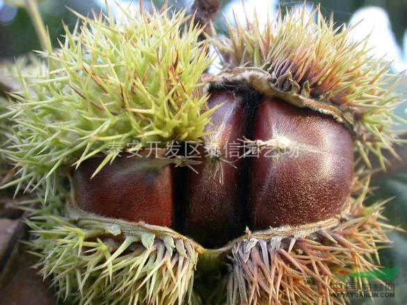 泰山薄殼板栗苗_優(yōu)質(zhì)板栗苗