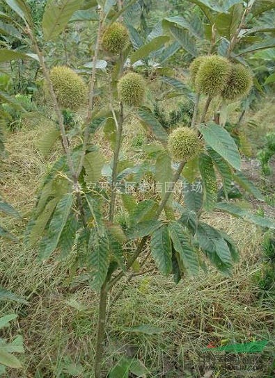 3公分板栗苗_板栗苗基地