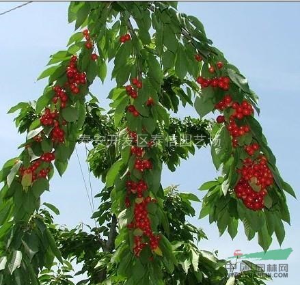 布魯克斯櫻桃苗_櫻桃苗品種