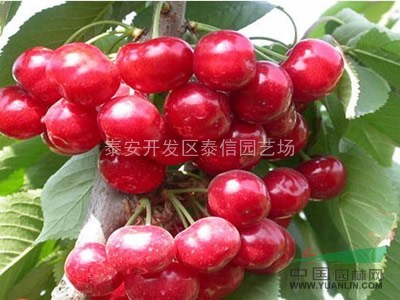 布魯克斯櫻桃苗_櫻桃苗品種