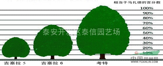 矮化櫻桃苗_櫻桃樹苗價(jià)格