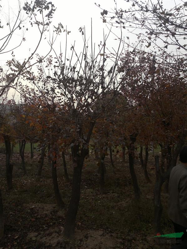 南陽(yáng)黃櫨基地