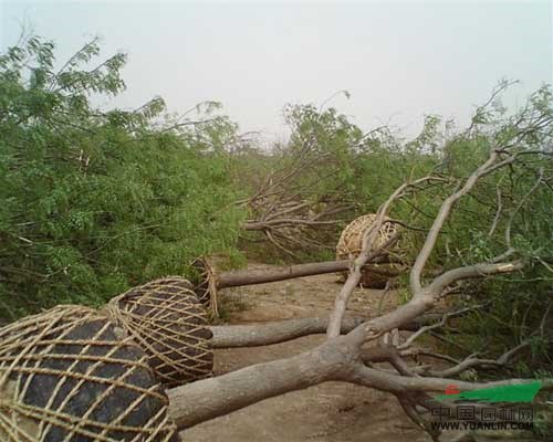 20公分國槐_28公分國槐價格