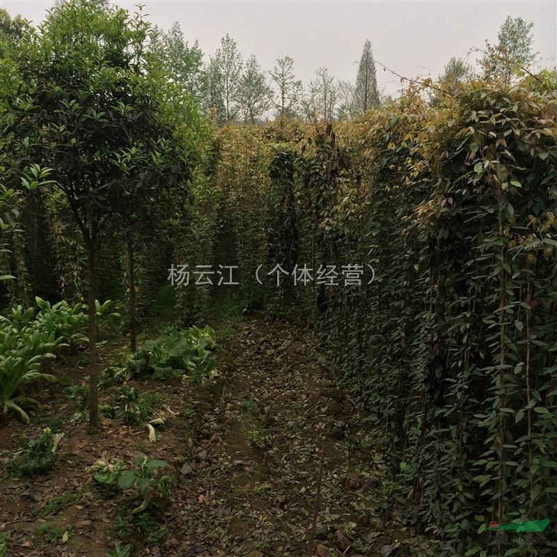  油麻藤基地