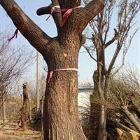 5公分國(guó)槐樹價(jià)格量大