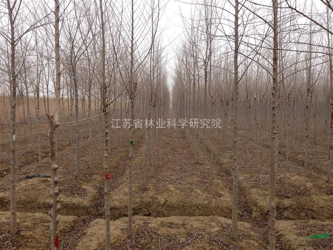 江蘇省鹽城市沿海造林試驗(yàn)站供應(yīng)耐鹽樹種白榆