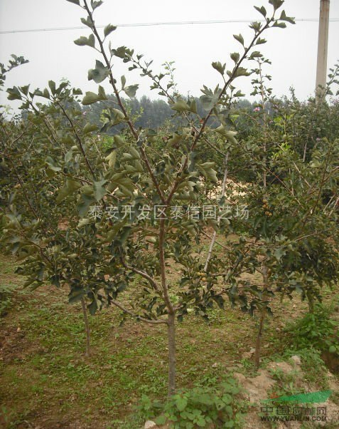3公分山楂樹苗_山楂苗價格