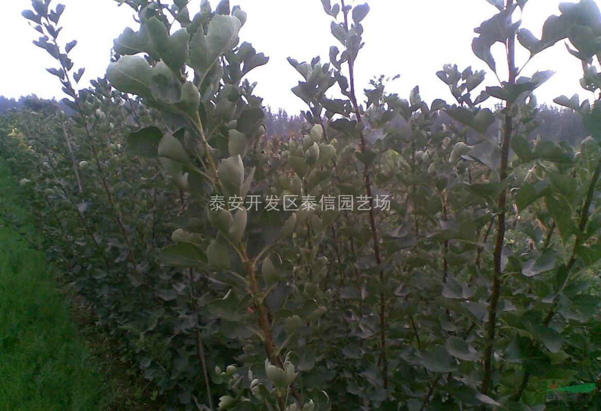 云南山楂苗_山楂苗價格