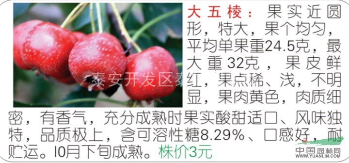 云南山楂苗_山楂苗價格
