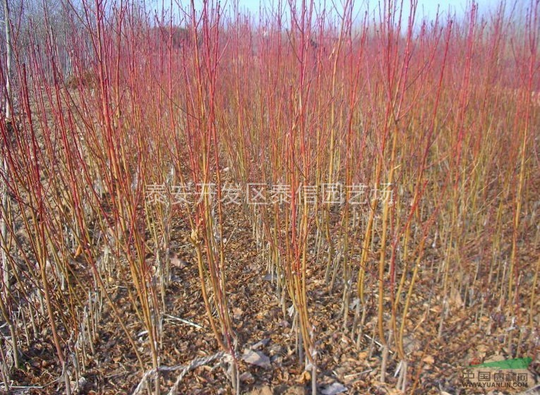 中油9號(hào)油桃苗_油桃苗價(jià)格