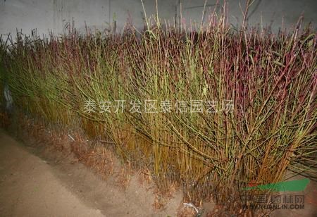 中油9號(hào)油桃苗_油桃苗價(jià)格