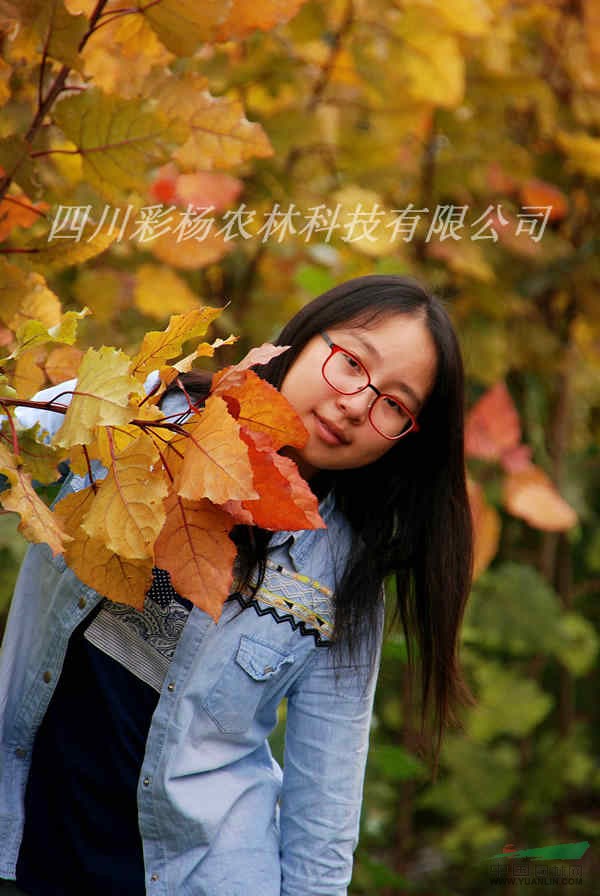 淮北“紅霞楊”I號價(jià)格報(bào)價(jià)上車價(jià)、樹苗、種苗、接穗、扦插段