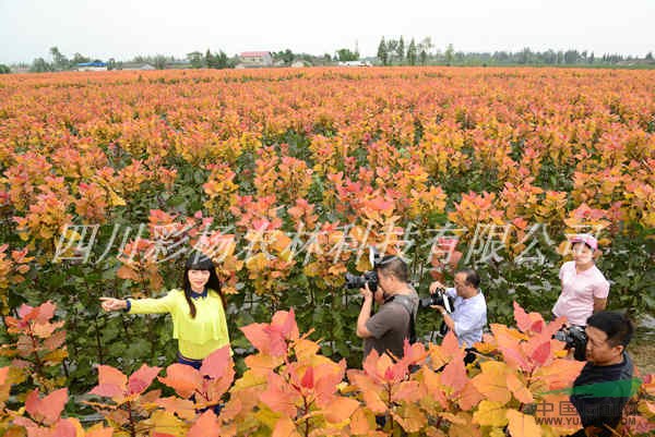 安陽(yáng)“紅霞楊”I號(hào)價(jià)格報(bào)價(jià)上車價(jià)、樹苗、種苗、接穗、種條