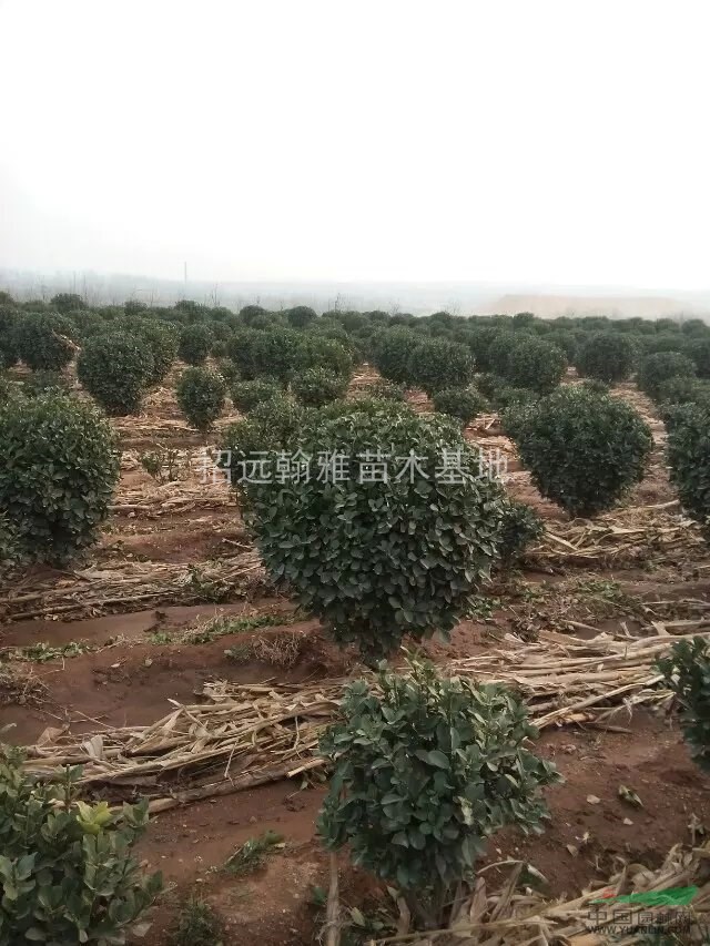 大葉黃楊球