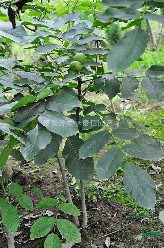 核桃苗種植技術(shù)_核桃樹(shù)苗價(jià)格