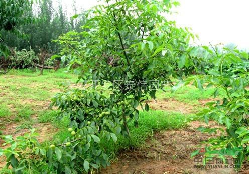 核桃苗種植技術(shù)_核桃樹(shù)苗價(jià)格