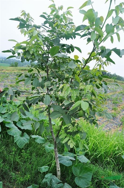 核桃苗品種_核桃樹苗價(jià)格