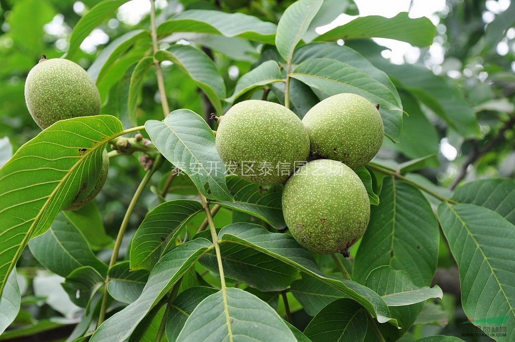 核桃苗品種_核桃樹苗價(jià)格